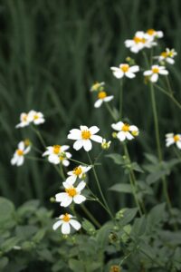 A close-up photograph of white camomile flowers with yellow centers, set against a background of green foliage.