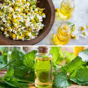 A split image showing a bowl of fresh camomile flowers on the top and bottles of lemon balm essential oil surrounded by lemon balm leaves on the bottom.