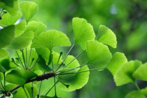 Close-up of bright green Ginkgo biloba leaves fanning out against a blurred green background.