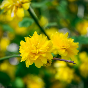 Article: Goldenseal - Nature's Antibiotic For Infections. Pic - Bright yellow flowers in full bloom on a green leafy background.