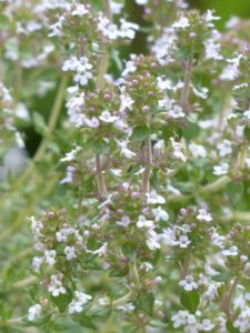 Close-up of flowering thyme with delicate white blossoms and green leaves.