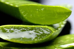  Close-up of freshly cut aloe vera leaves with gel.