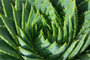 Close-up of a vibrant aloe vera plant with thick, pointed leaves.