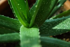  Close-up of the center of a medium green aloe vera succulent.