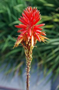 Bright red flower of a flowering aloe vera succulent with many petals