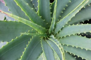  Aloe vera succulent with multiple stalks growing.