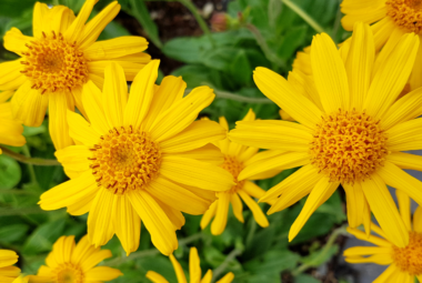 This image shows a cluster of bright yellow flowers, identified as Arnica flowers. The flowers have vibrant yellow petals surrounding a central disc, which is darker yellow or orange. The plant's leaves are green, and the flowers are in full bloom, giving a cheerful and lively appearance.