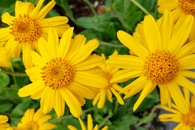 This image shows a cluster of bright yellow flowers, identified as Arnica flowers. The flowers have vibrant yellow petals surrounding a central disc, which is darker yellow or orange. The plant's leaves are green, and the flowers are in full bloom, giving a cheerful and lively appearance.