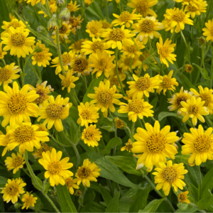 This image captures a vibrant field of blooming Arnica flowers. The flowers are bright yellow, each with numerous petals surrounding a central disc, and they are densely packed together, creating a lush and colorful scene. The green foliage adds to the overall freshness and vitality of the image.