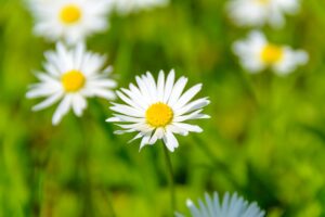 Close-up of vibrant white chamomile flowers with bright yellow centers in a green field.