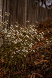 Wild camomile flowers blooming along a wooden fence with autumn leaves on the ground.