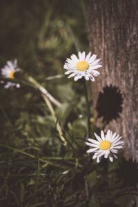 A photograph of daisy-like flowers with white petals and yellow centers near a tree trunk.