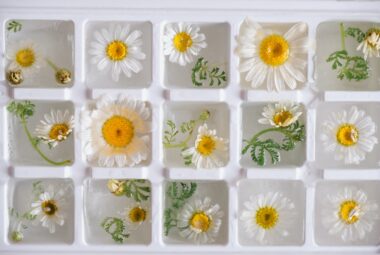 Ice cubes in a tray, each with a single chamomile flower frozen inside.