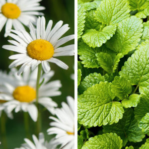 Split image showing camomile flowers on the left with bright white petals and a golden center, and lush green lemon balm leaves on the right.