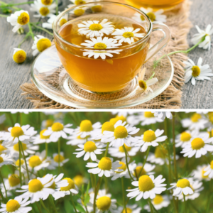 A split image showing a clear glass cup of camomile tea with flower heads floating on the surface on the top, and a vibrant field of blooming camomile flowers on the bottom.