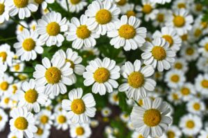 Close-up of fresh chamomile flowers with white petals and vibrant yellow centers.