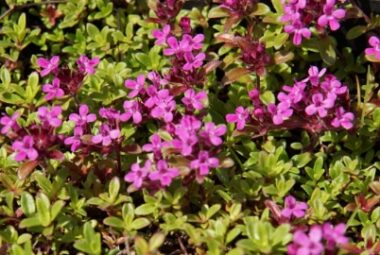 Creeping red thyme flowers blossoming among green leaves.