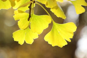 Sunlit Ginkgo biloba leaves with a translucent, vibrant yellow hue against a soft-focus background