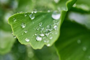 Close-up of a Ginkgo biloba leaf with pristine water droplets resting on its vibrant green surface.