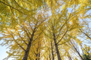 Looking up at the canopy of Ginkgo biloba trees adorned with golden yellow leaves against a clear sky.