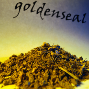 Article: Goldenseal - Nature's Antibiotic For Infections. Pic - A pile of dried goldenseal with the word "goldenseal" written above it.