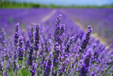 Close-up of English Lavender flowers in a vibrant purple field under a clear blue sky.