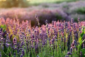 English Lavender blooms illuminated by golden sunset light in a lush field.