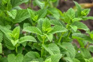 Close-up of vibrant lemon balm leaves, poised to be picked for a refreshing herbal tea.