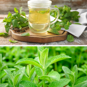 split image featuring lemon balm tea in a clear glass mug on a wooden tray with fresh lemon balm leaves around it on the top, and a vibrant close-up of green lemon balm plants on the bottom.