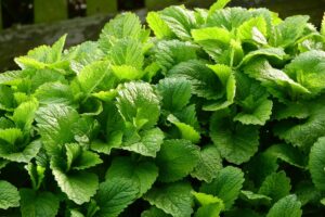 Lush green lemon balm leaves flourishing in a garden, symbolizing sustainable cultivation and natural wellness.