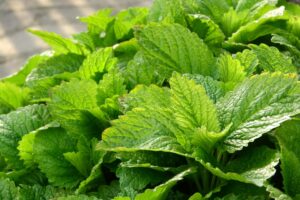 Lush lemon balm foliage thriving in the garden, a natural aid for sleep and relaxation.