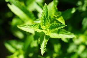 Fresh lemon balm leaves in close-up, radiating vibrant green, symbolizing natural wellness.