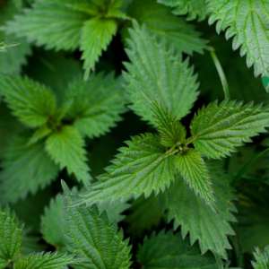  Close-up of vibrant green nettle leaves with detailed serrated edges, filling the frame in a lush display.