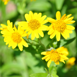 Close-up of four yellow arnica flowers with green leaves in the background.