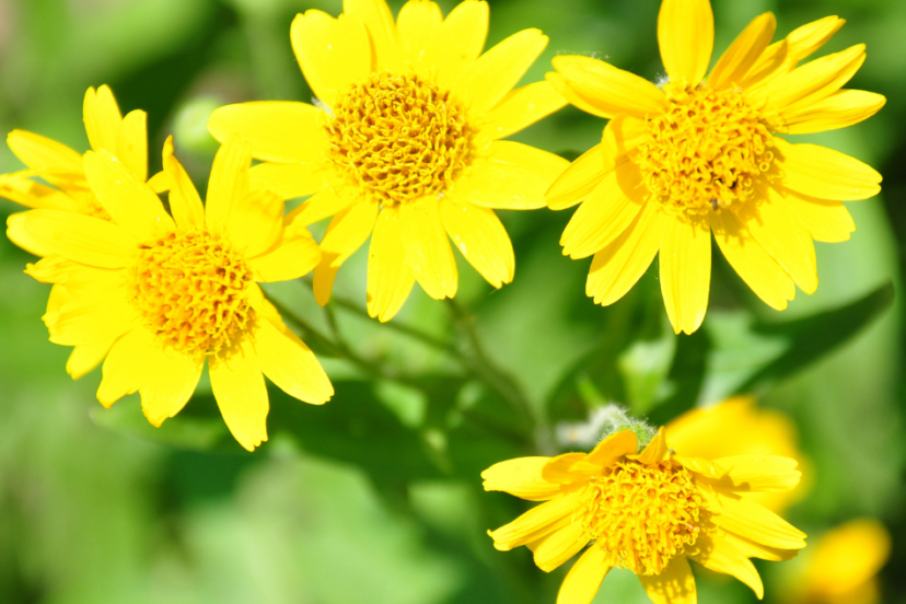 Close-up of four yellow arnica flowers with green leaves in the background.