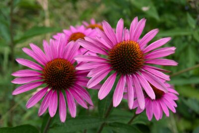 "Close-up of vibrant purple echinacea flowers with dark orange centers in a green garden setting."