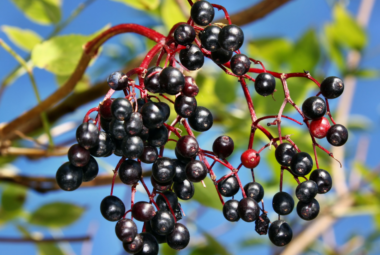 "Cluster of ripe black elderberries hanging from a red stem with green leaves and a blue sky in the background."