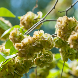 "Close-up of clusters of slippery elm seeds on a branch with green leaves."