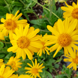 : Close-up of yellow arnica flowers with green leaves in the background.