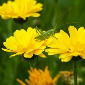 Green grasshopper sitting on a yellow arnica flower with more flowers in the background.