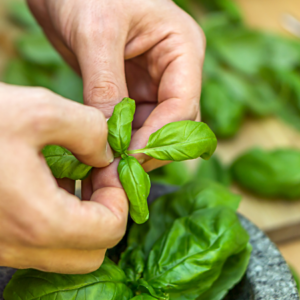 Close-up of hands picking fresh basil leaves from a plant.