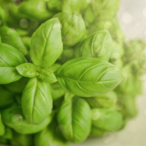  Close-up of fresh basil leaves with a soft, bokeh background effect.