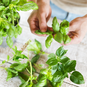  Hands picking fresh basil leaves from a plant on a rustic wooden surface.