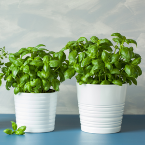 Two pots of lush basil plants on a blue surface with a light gray background.