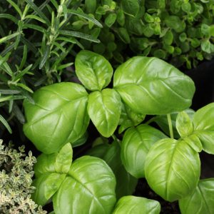  Close-up of fresh basil leaves growing among other herbs.