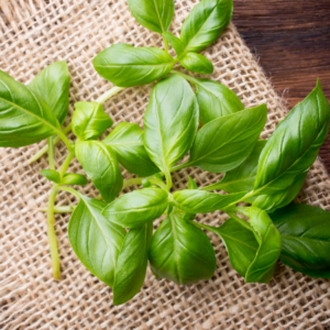 Fresh basil leaves placed on a burlap mat with a wooden surface in the background.