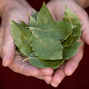 Hands holding a bunch of fresh bay leaves.