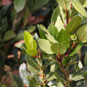 Close-up of a bay leaf plant with lush green leaves.