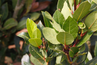 Close-up of a bay leaf plant with lush green leaves.