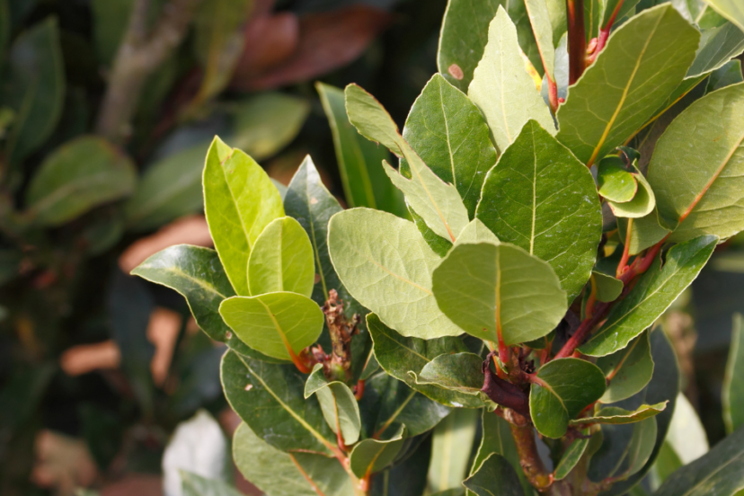 Close-up of a bay leaf plant with lush green leaves.